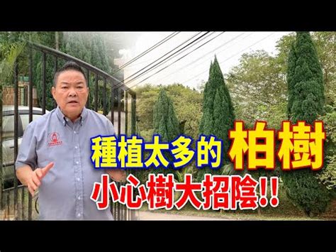 柏樹 風水|【柏樹 風水】柏樹風水大揭秘：保平安、長壽又助事業運